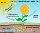 Fotosynteza