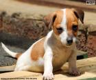 Cute puppy Jack Russell Terrier