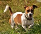 Jack Russell Terrier