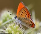 Kolor piękny pomarańczowy motyl na kwiat