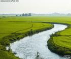 Rzeki między polami ryżu