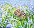 Pręgowiec mały w środku pola niebieskie kwiaty