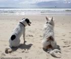 Dwa psy na plaży