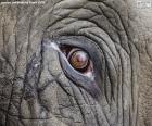 Oko słonia