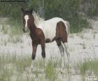 Młody dziki koń z Assateague Island, 60-kilometrowa amerykańska wyspa u wybrzeży wschodniego wybrzeża Stanów Maryland i Virginia