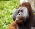 Twarz męskiej Orangutan