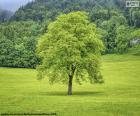 Dość samotne drzewo na środku zielonej łąki