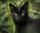 Czarna twarz kota