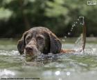 Labrador w wodzie