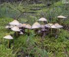 Grupa grzybów