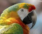 Głowica macaw