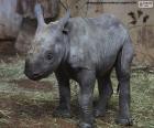 Hodowla nosorożca czarnego