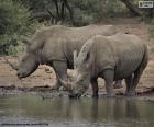 Dwa duże białe nosorożce