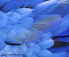 Niebieskie pióra ara