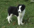 Przyjazny szczeniak z Border Collie, rasy pochodzącej z granicy Szkocji i Anglii