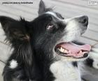 Głowa border collie