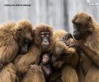 Rodzina małp człekokształtnych