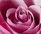 Różowy różowy detal