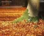 Jesienne liście na ziemi
