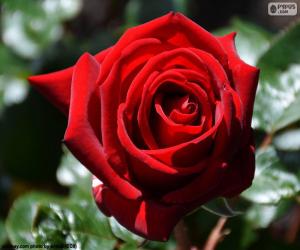 Układanka Red Rose na Walentynki