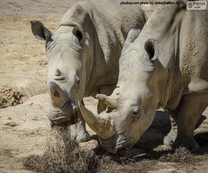 Układanka Rhino, jedzenie