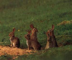 Układanka Rodzina królików z ich nor