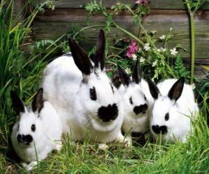 Układanka Rodzina królików