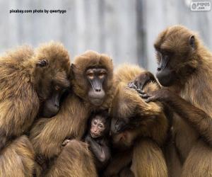 Układanka Rodzina małp człekokształtnych