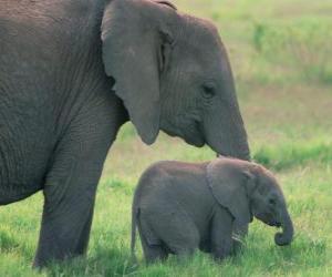 Układanka Rodzina słoni