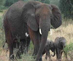 Układanka rodzina słoni