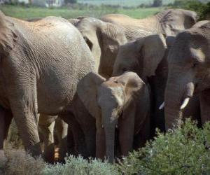 Układanka rodzina słoni