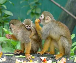 Układanka Rodzina wiewiórki małpy