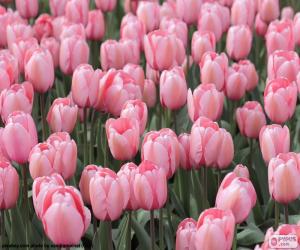 Układanka Różowe tulipany
