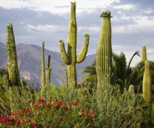 Układanka Saguaro Kaktus