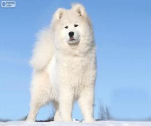 Układanka Samojed