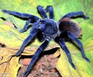 Układanka Sazima na tarantule