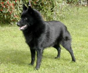 Układanka Schipperke