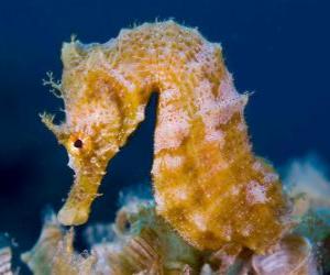 Układanka Seahorse