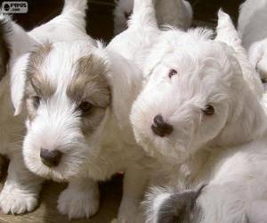 Układanka Sealyham Terrier szczenięta