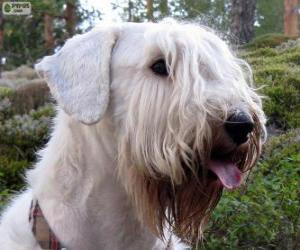 Układanka Sealyham terrier