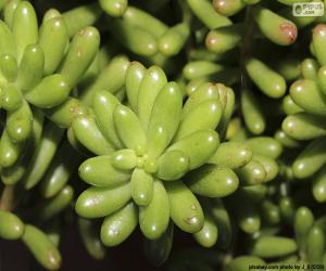 Układanka Sedum rubrotinctum