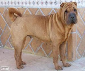 Układanka Shar Pei, chiński wyścig