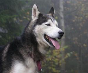 Układanka Siberian Husky