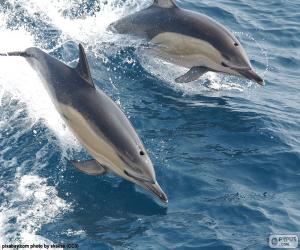 Układanka Skoki delfinów