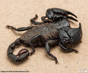 Układanka Skorpion cesarski