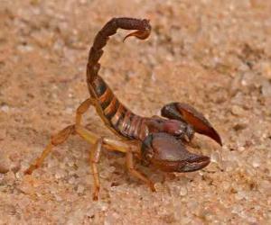 Układanka Skorpion z rzędu pajęczaków