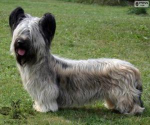 Układanka Skye terrier