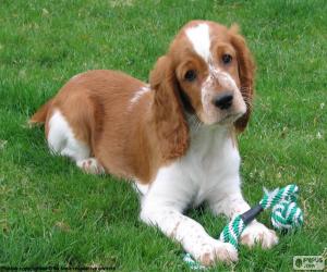 Układanka Springer spaniel walijski szczeniak