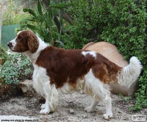 Układanka Springer Spaniel walijski