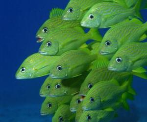 Układanka Stada ryb zielony
